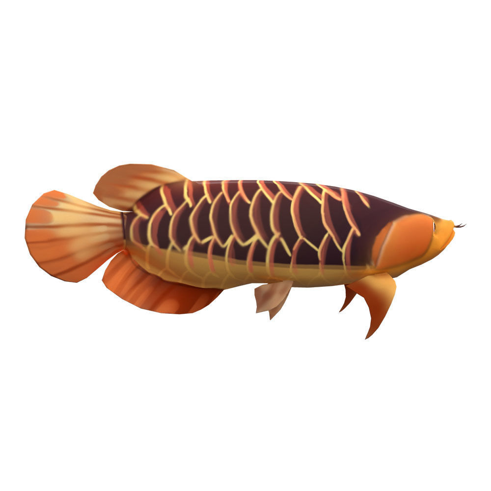 Asian Arowana fish animated Low-poly 3D model_2