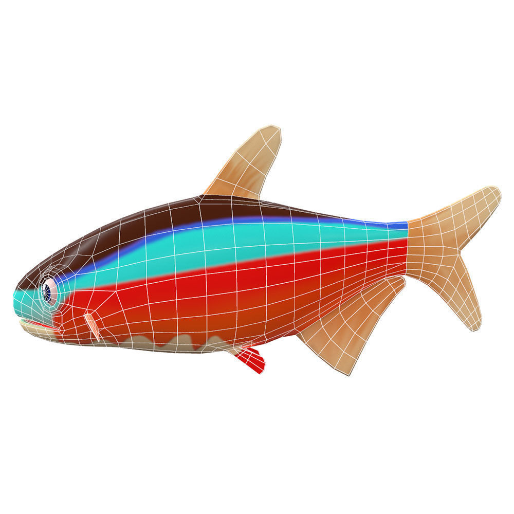 Cardinal Tetra fish animated Low-poly 3D model_3