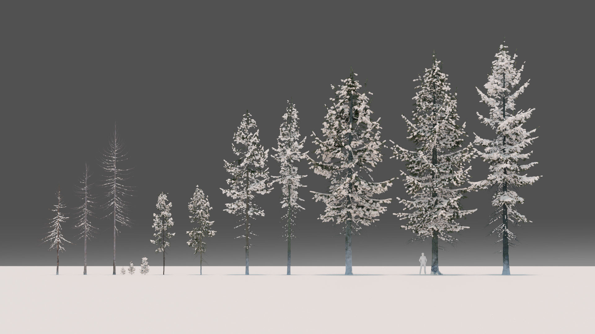 Fir Trees Abies Alba collection photoscanned 3D model_4
