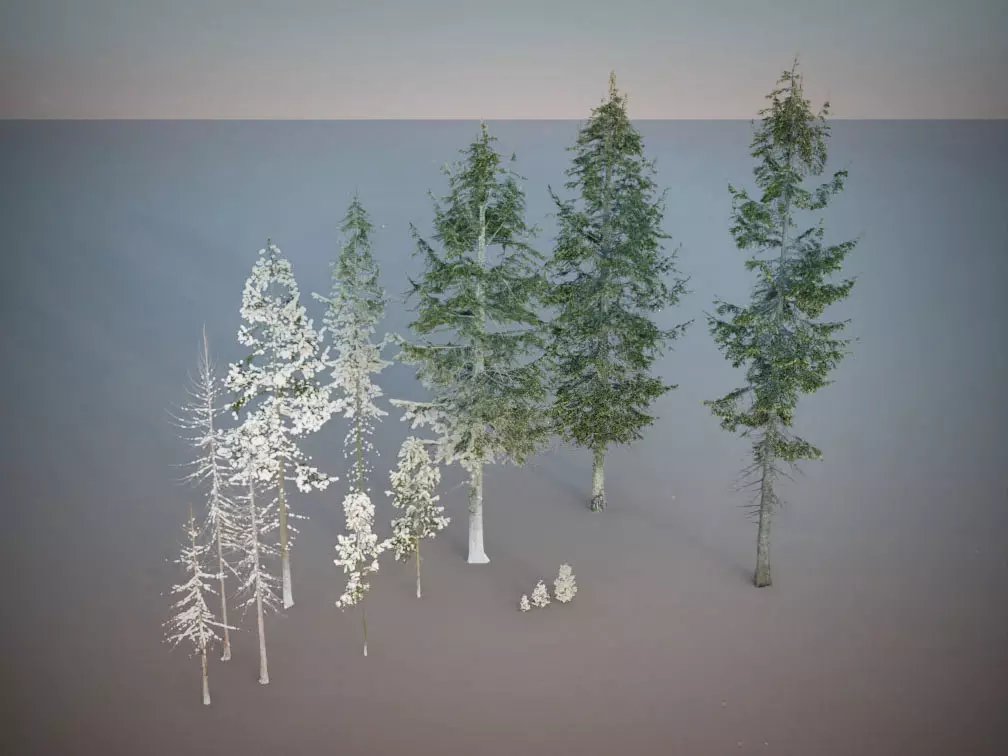 Fir Trees Abies Alba collection photoscanned 3D model_0