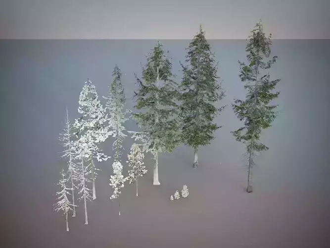 Fir Trees Abies Alba collection photoscanned