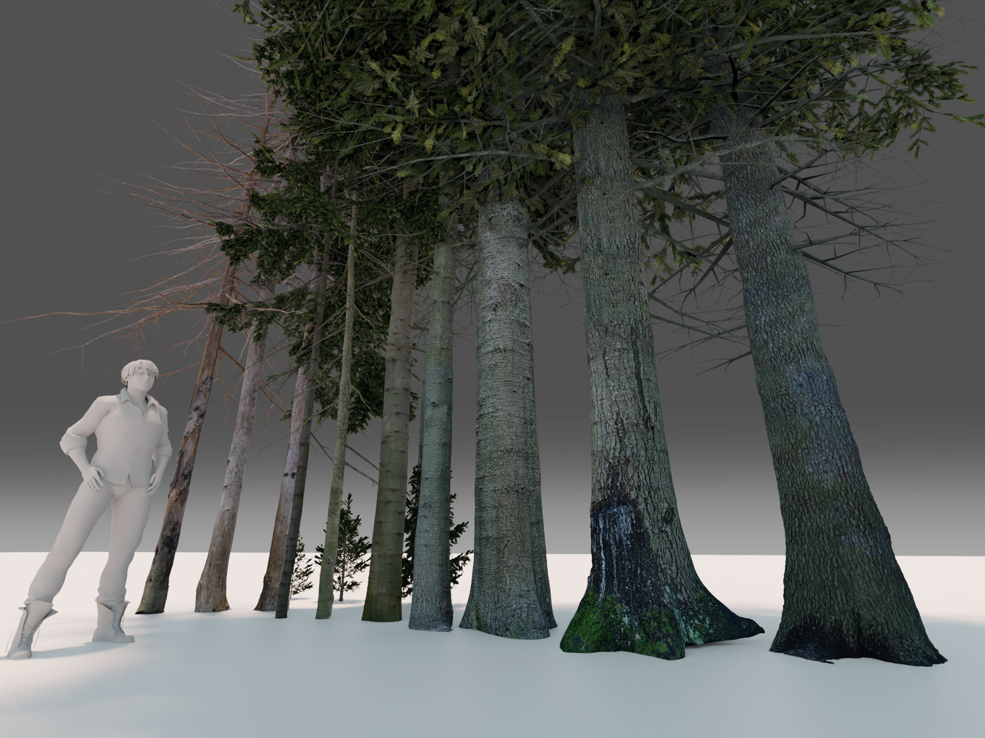 Fir Trees Abies Alba collection photoscanned 3D model_1