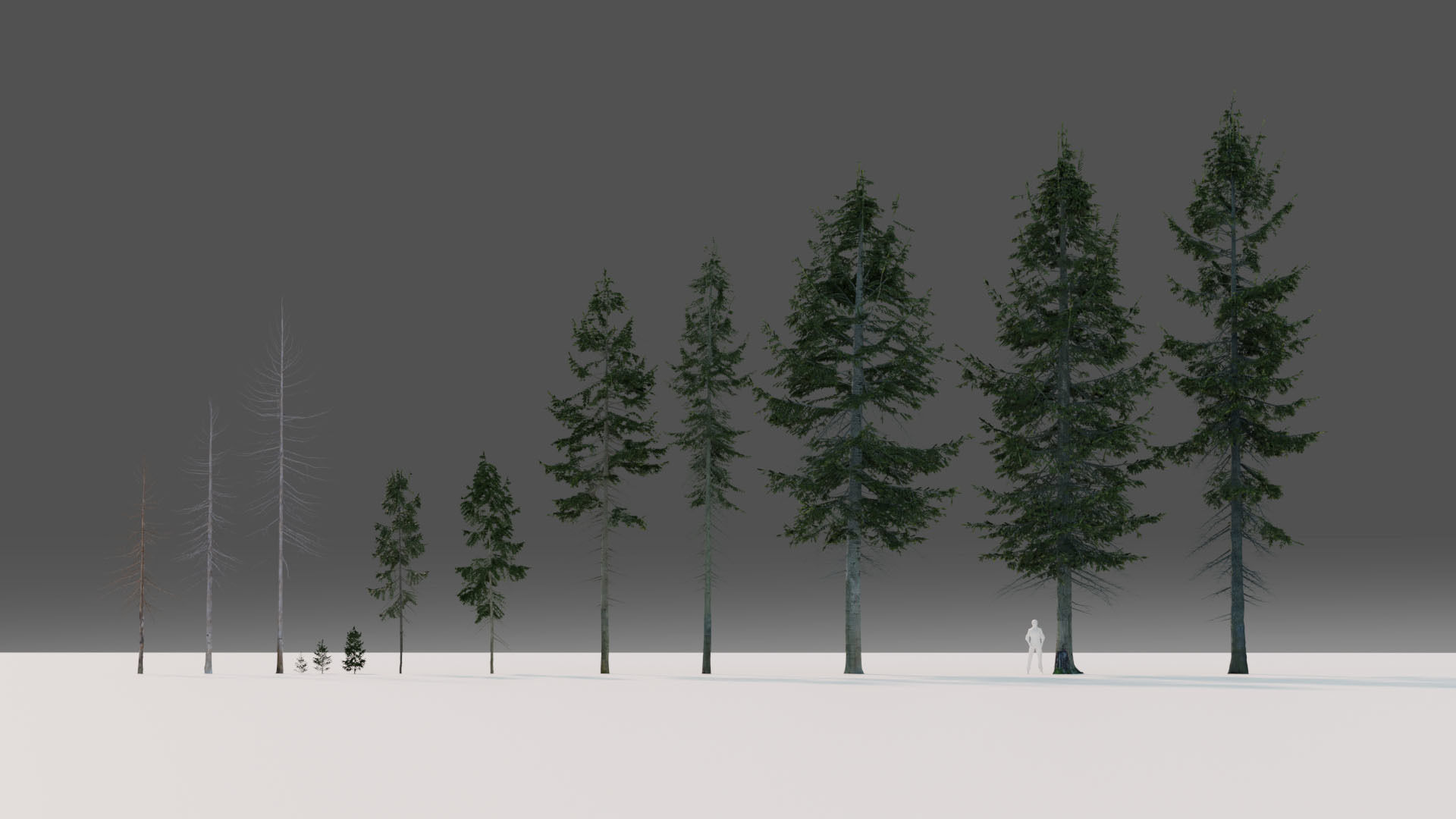 Fir Trees Abies Alba collection photoscanned 3D model_3