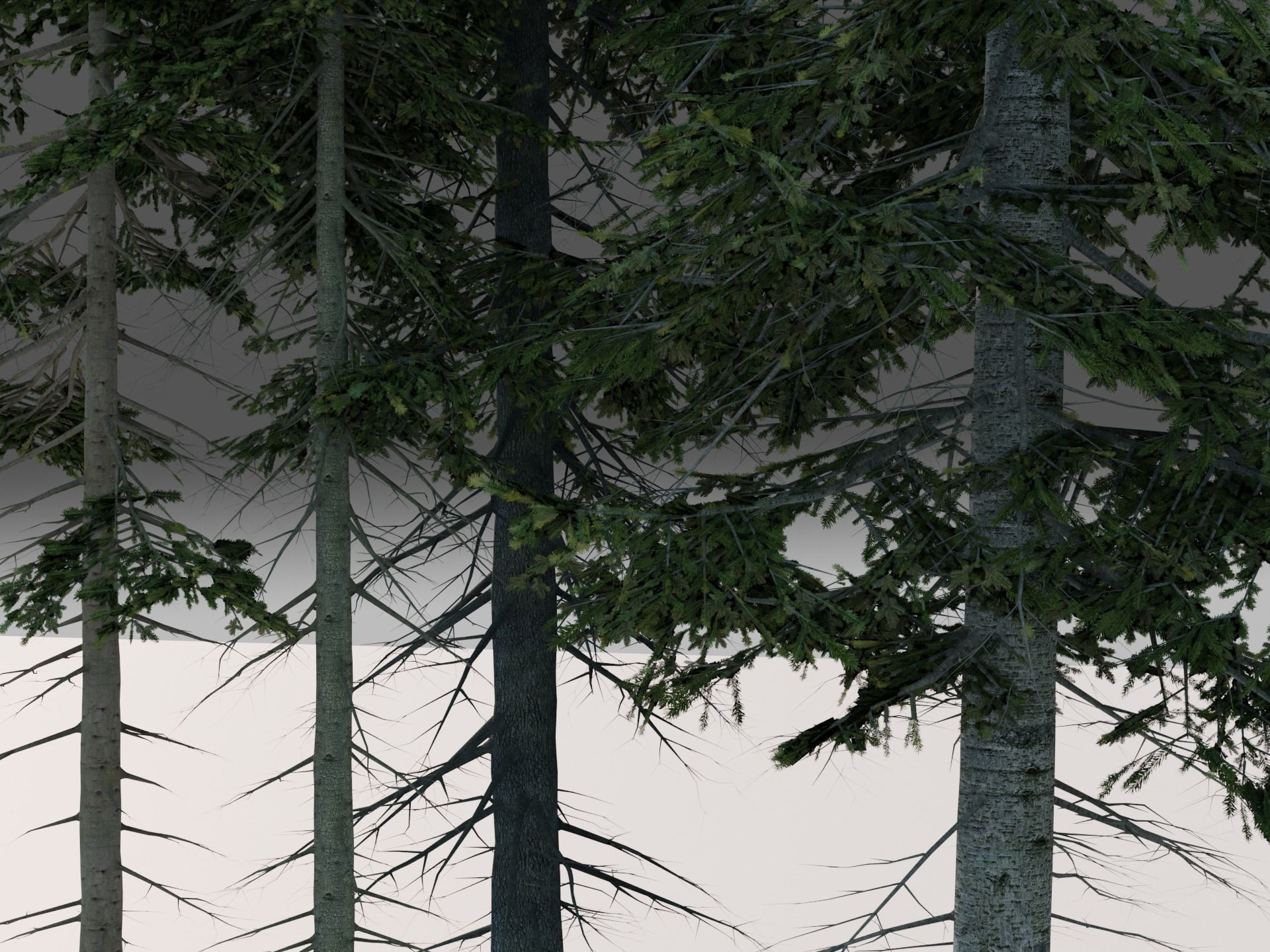 Fir Trees Abies Alba collection photoscanned 3D model_13