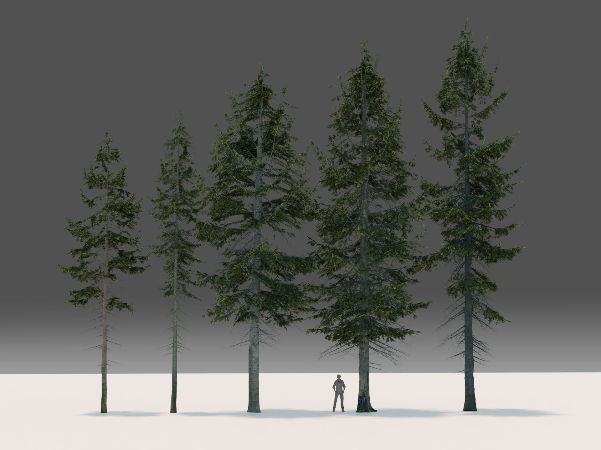 Fir Trees Abies Alba collection photoscanned 3D model_5