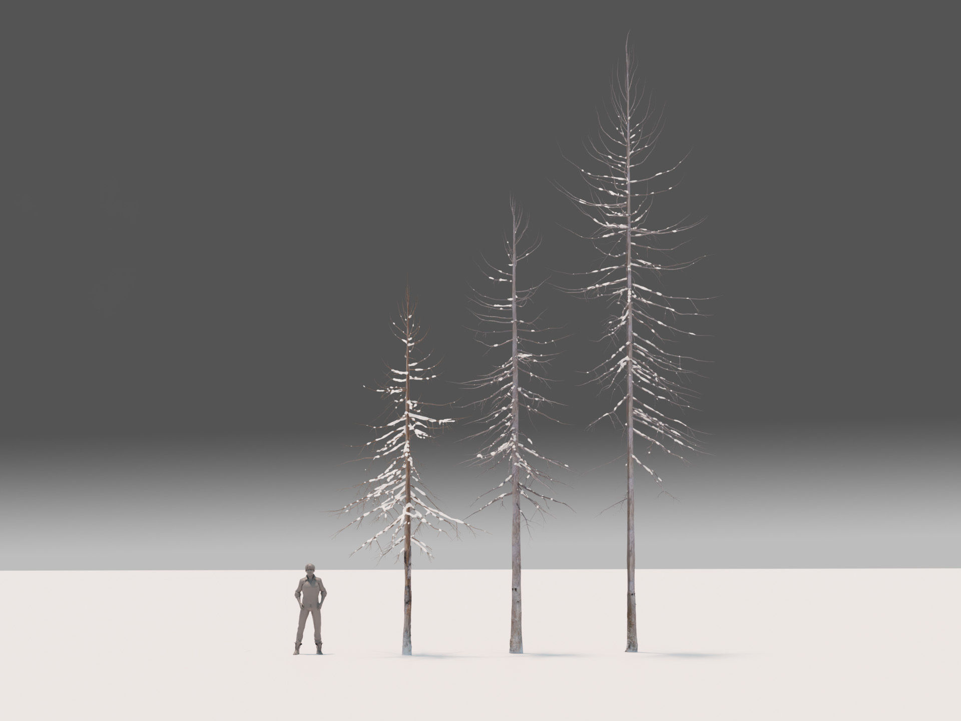 Fir Trees Abies Alba collection photoscanned 3D model_10