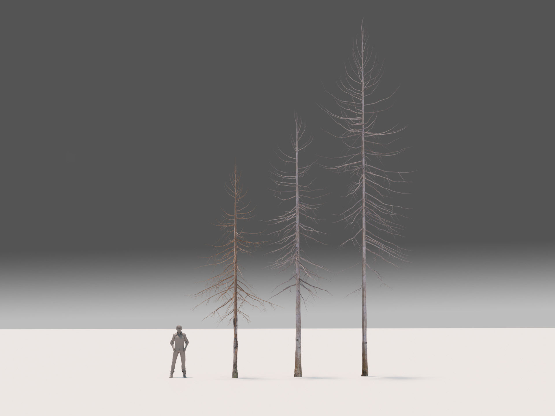 Fir Trees Abies Alba collection photoscanned 3D model_9