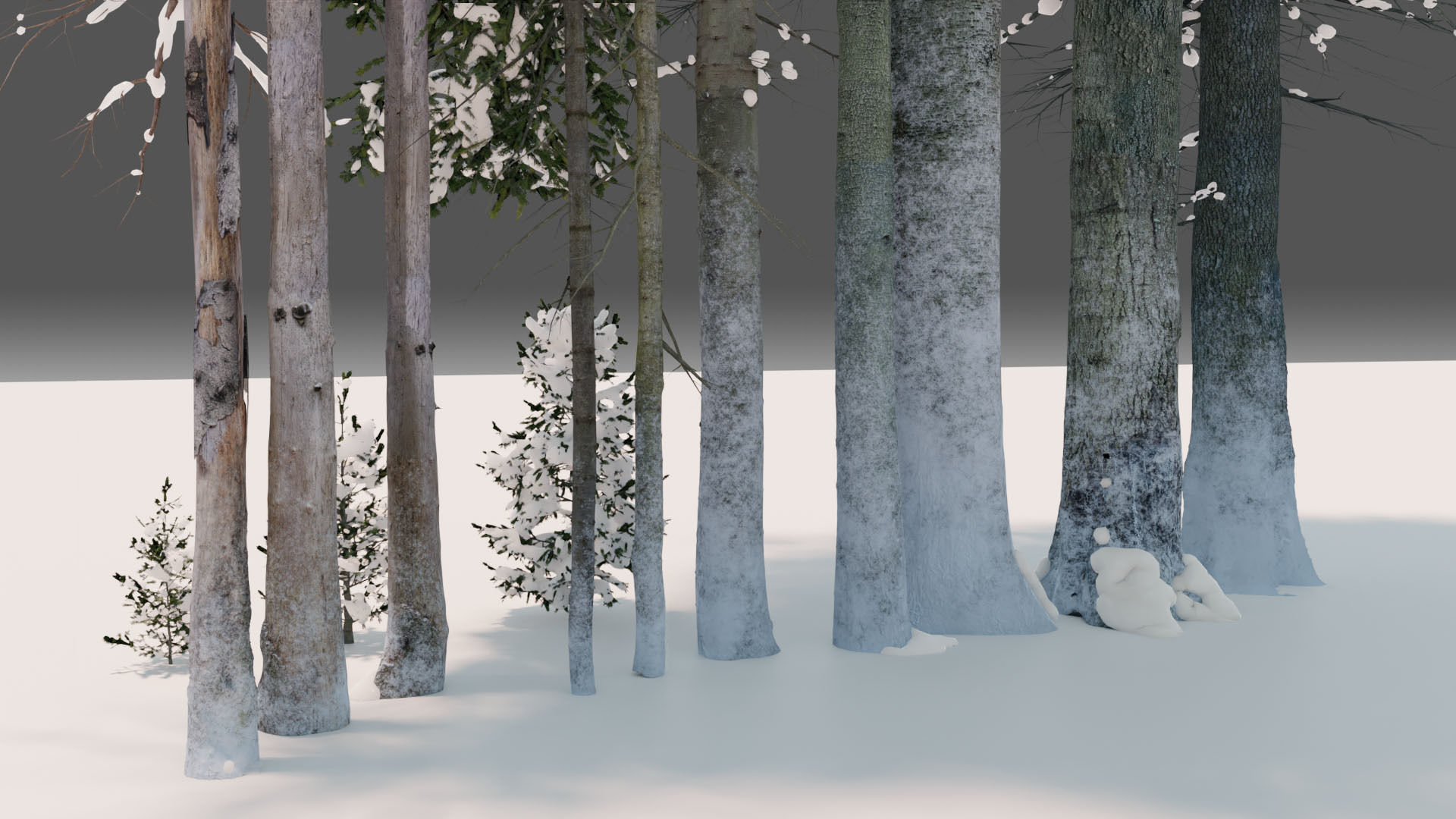 Fir Trees Abies Alba collection photoscanned 3D model_12