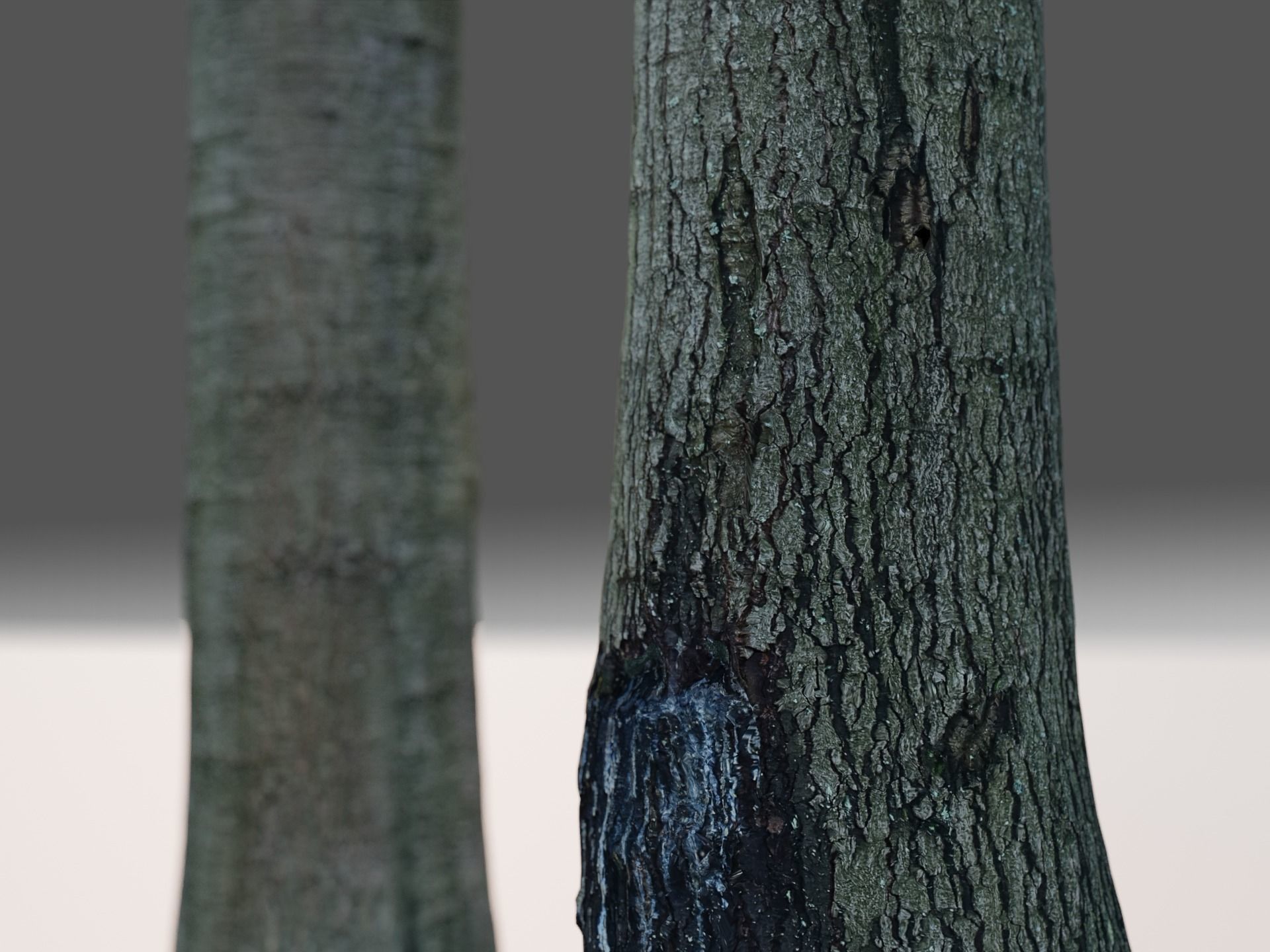 Fir Trees Abies Alba collection photoscanned 3D model_16