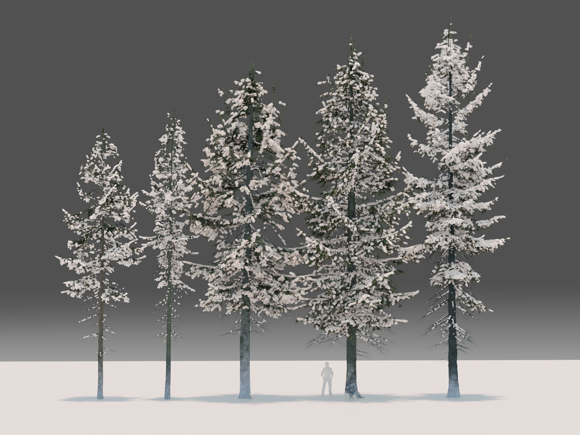 Fir Trees Abies Alba collection photoscanned 3D model_6