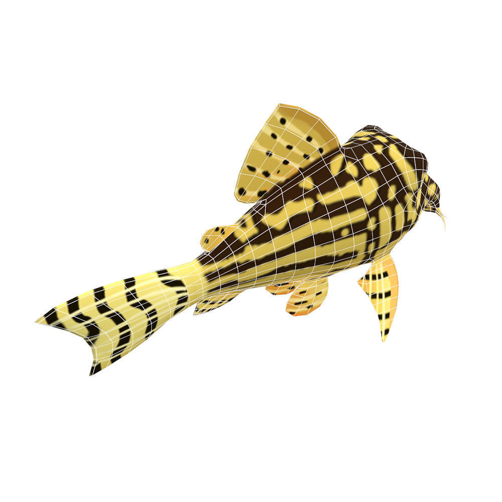 Sterba Corydoras fish animated Low-poly 3D model_4