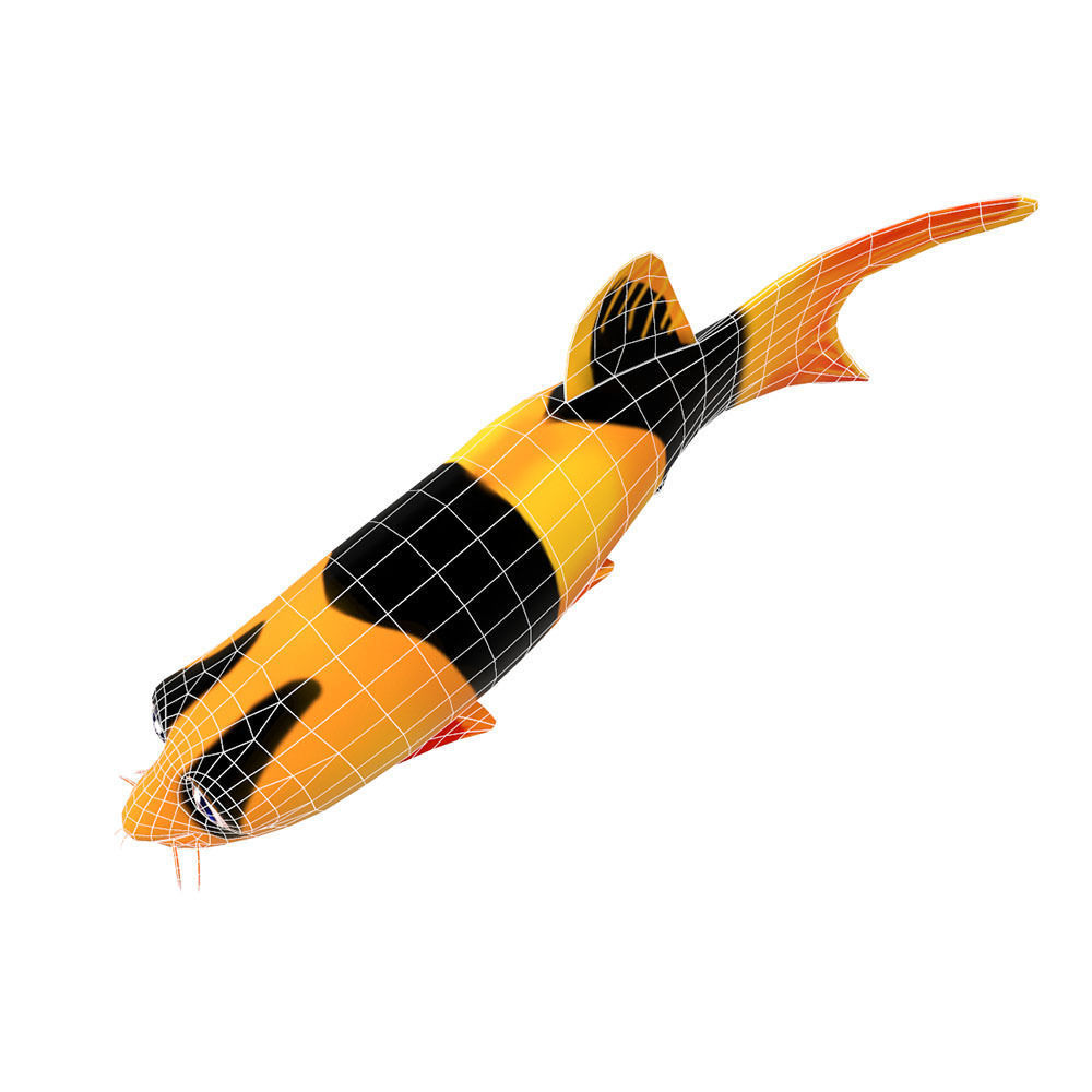 Clown loach fish animated  Low-poly 3D model_4