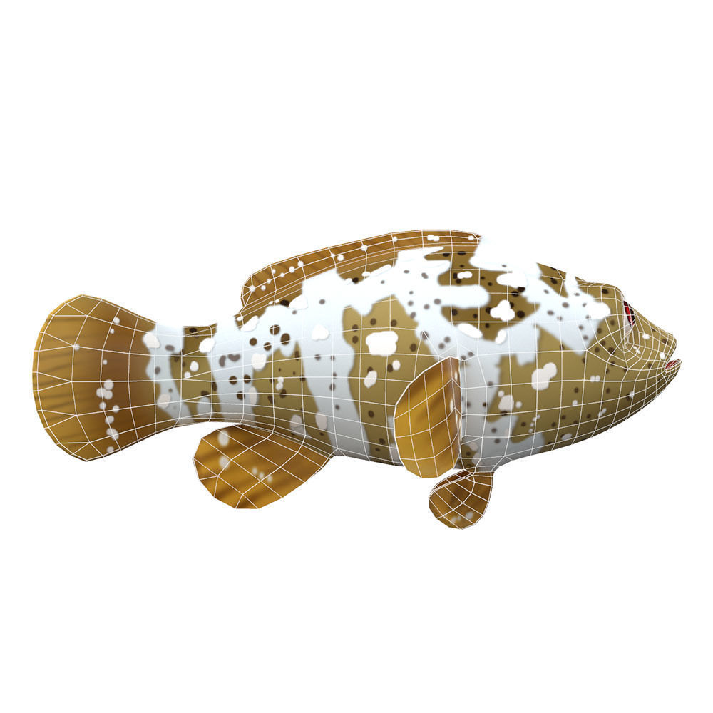 Malabar Grouper Animated Fish  Low-poly 3D model_5