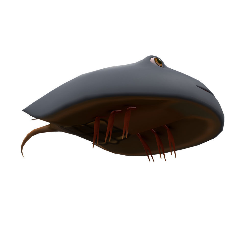 Horseshoe Crab Animated  Low-poly 3D model_3