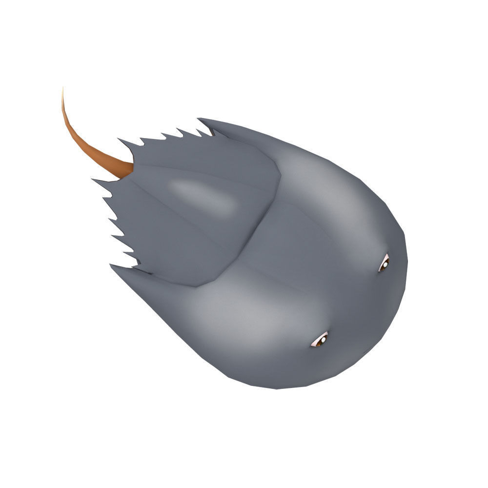 Horseshoe Crab Animated  Low-poly 3D model_1