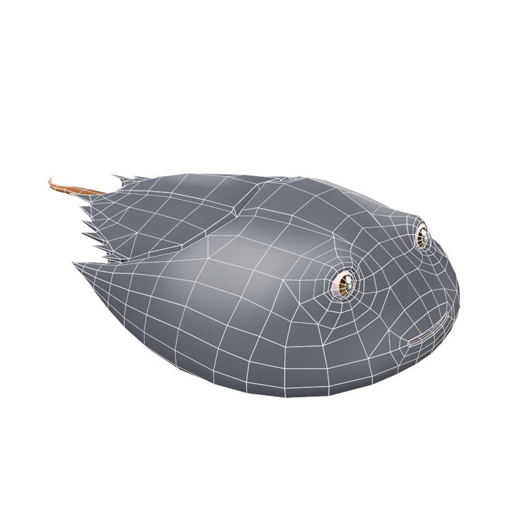 Horseshoe Crab Animated  Low-poly 3D model_6