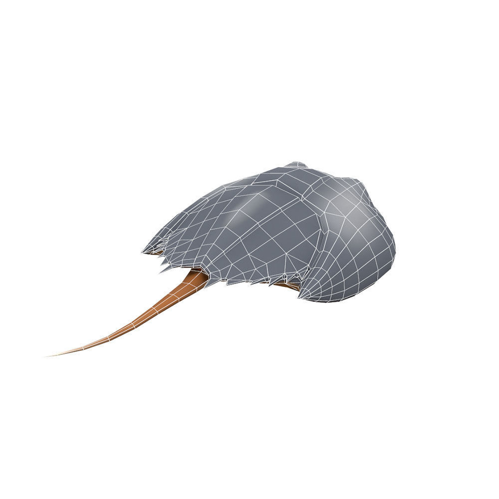 Horseshoe Crab Animated  Low-poly 3D model_7