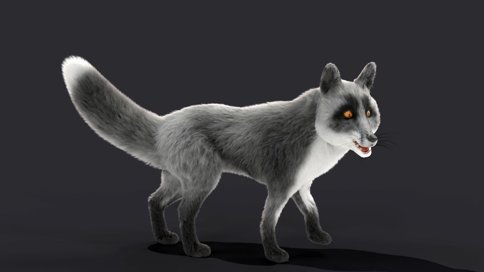 Fur Gray Fox Rigged Model Low-poly 3D model_3