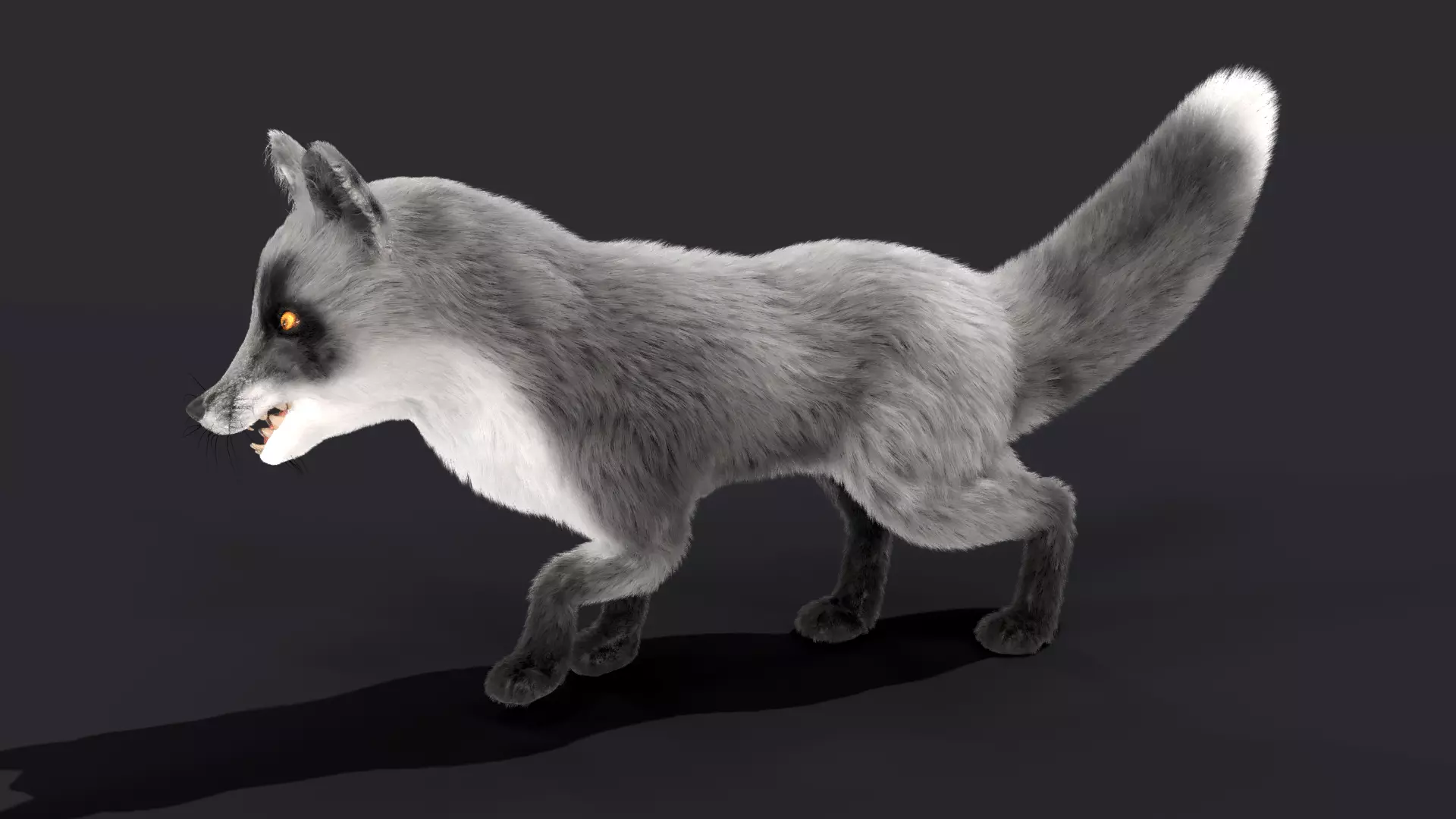Fur Gray Fox Rigged Model Low-poly 3D model_0