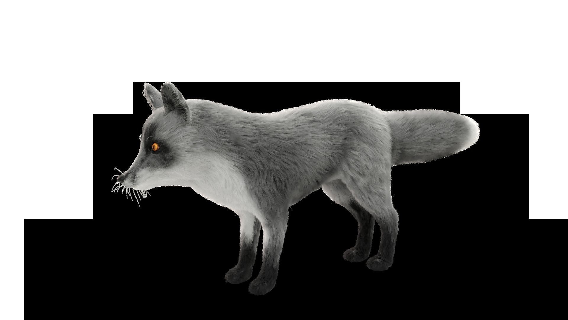 Fur Gray Fox Rigged Model Low-poly 3D model_12