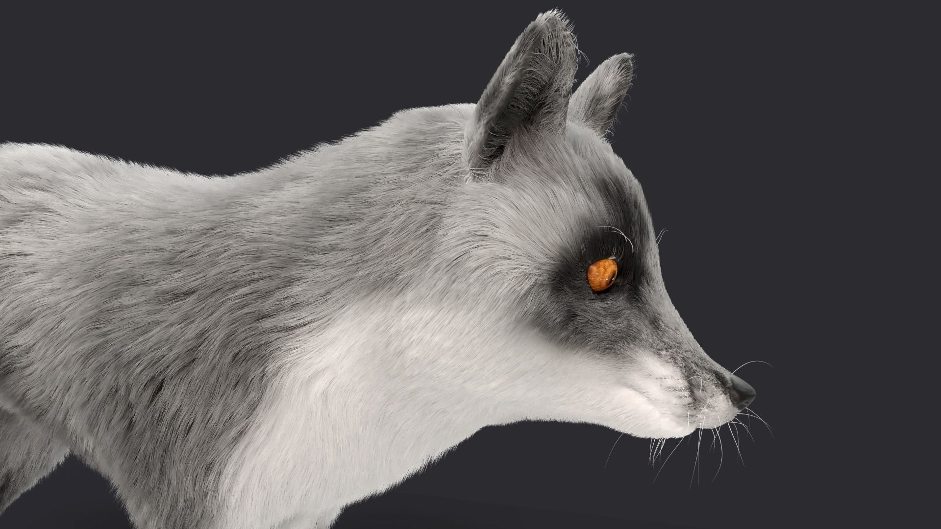 Fur Gray Fox Rigged Model Low-poly 3D model_6