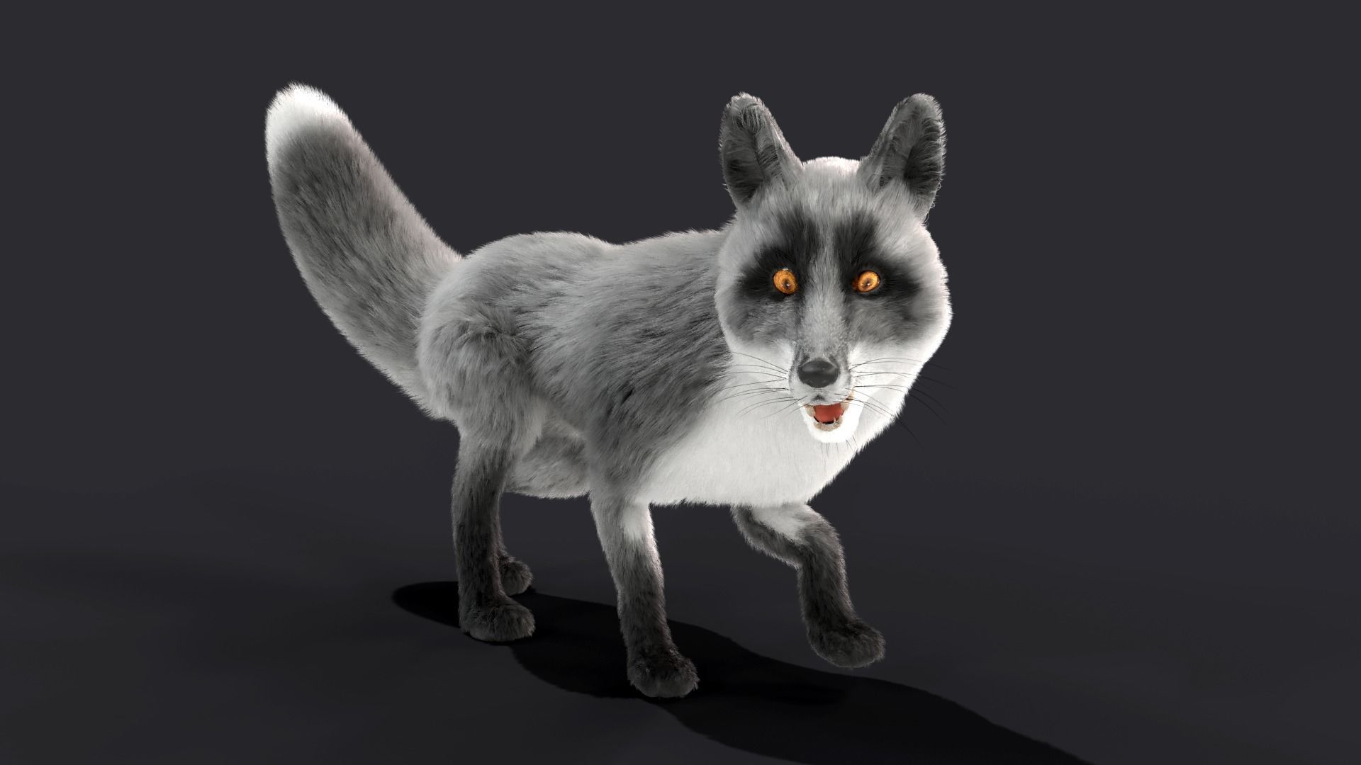 Fur Gray Fox Rigged Model Low-poly 3D model_2