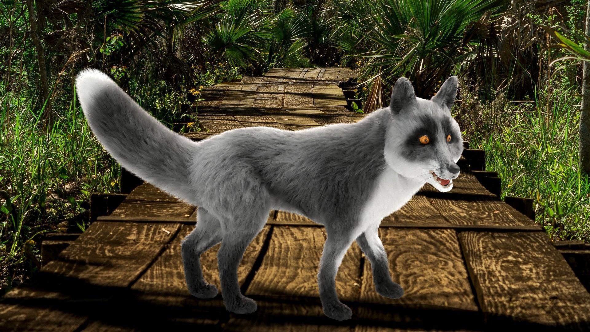 Fur Gray Fox Rigged Model Low-poly 3D model_5