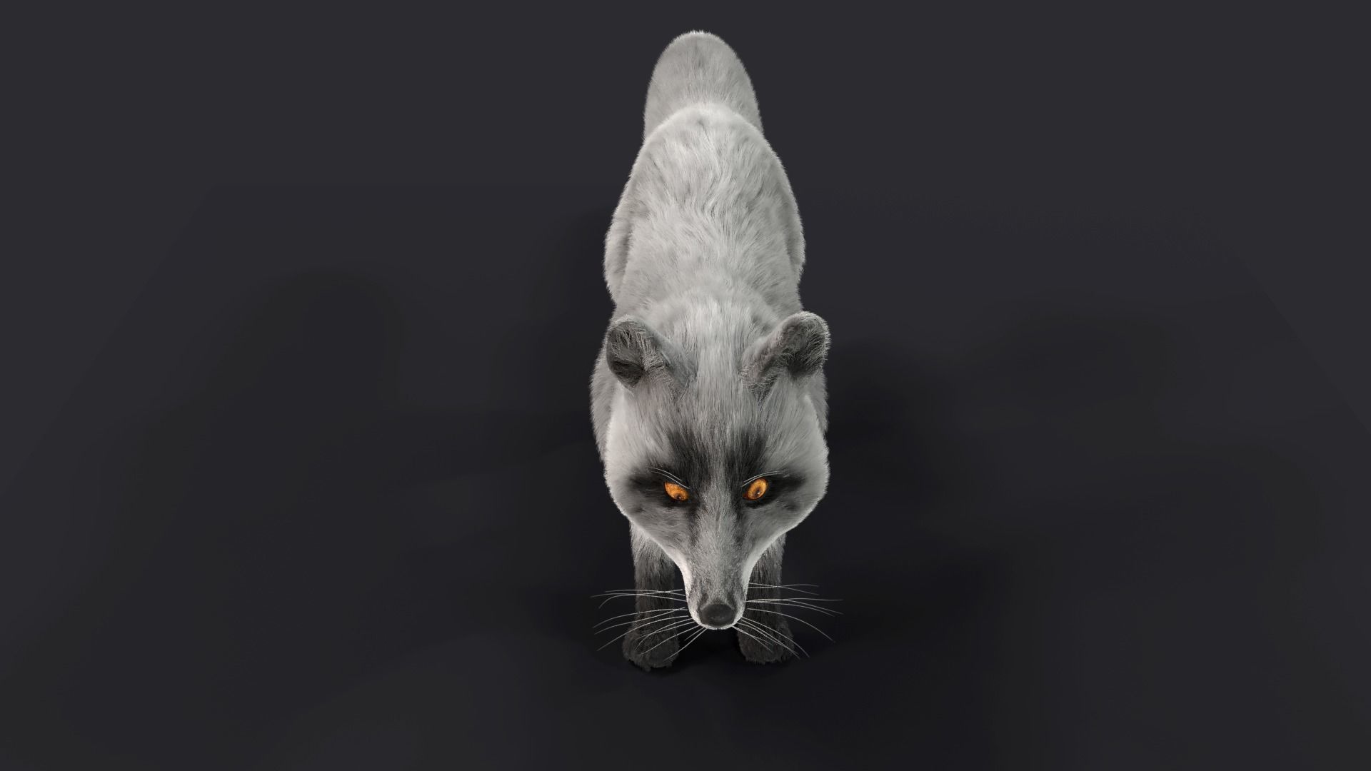 Fur Gray Fox Rigged Model Low-poly 3D model_9