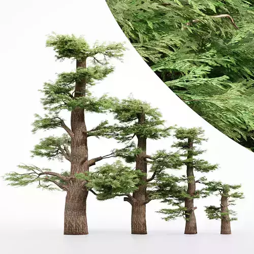 4 Different tree Western Juniper collection 2 trees in the scene