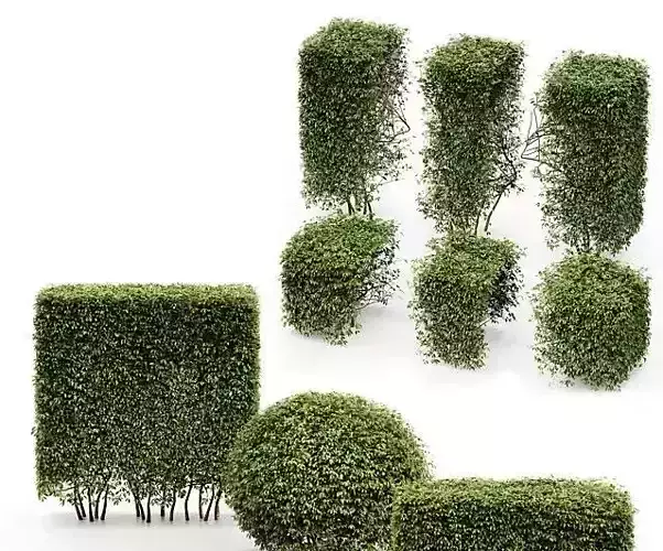 3 Different treeDwarf Yaupon Holly Spherical Box hedge  3D model