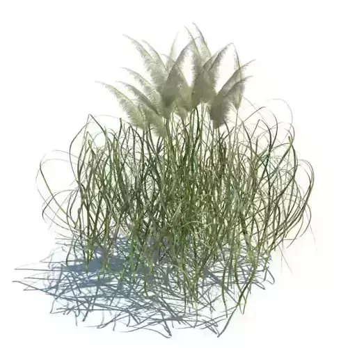 Plant Cortaderia Jubata