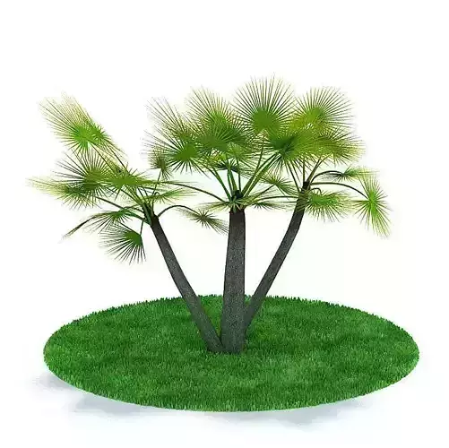 Palm Tree