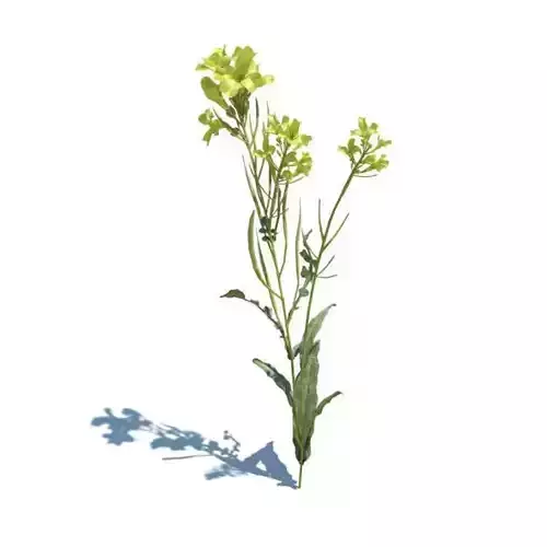 Yellow Plant Brassica Napus