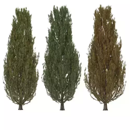 3 Type Of Cypress Tree vol 1