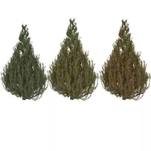 3 Type Of Cypress Tree vol 2