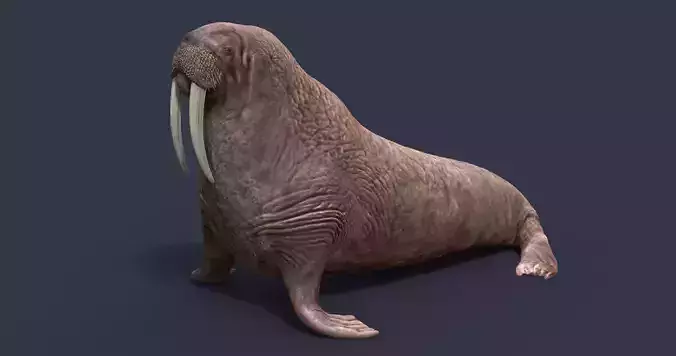 Walrus