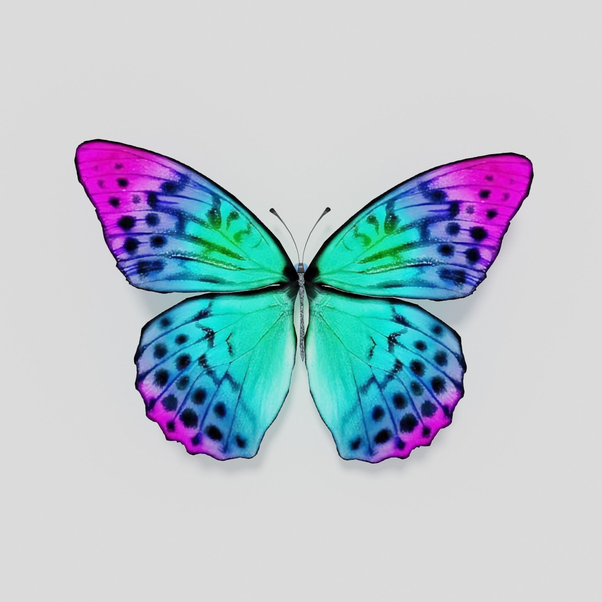 Butterfly rigged lowpoly Free low-poly 3D model_2