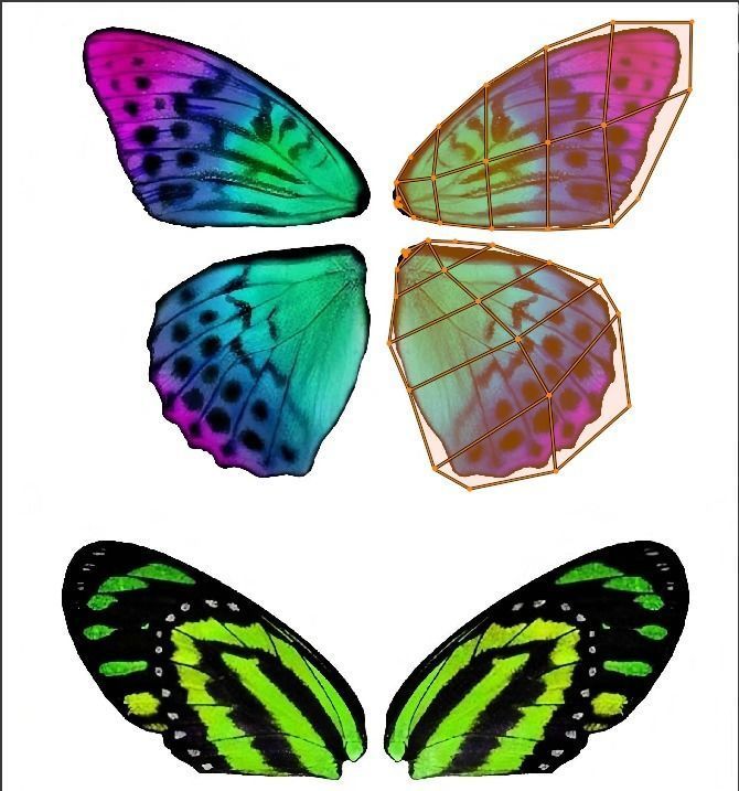 Butterfly rigged lowpoly Free low-poly 3D model_7