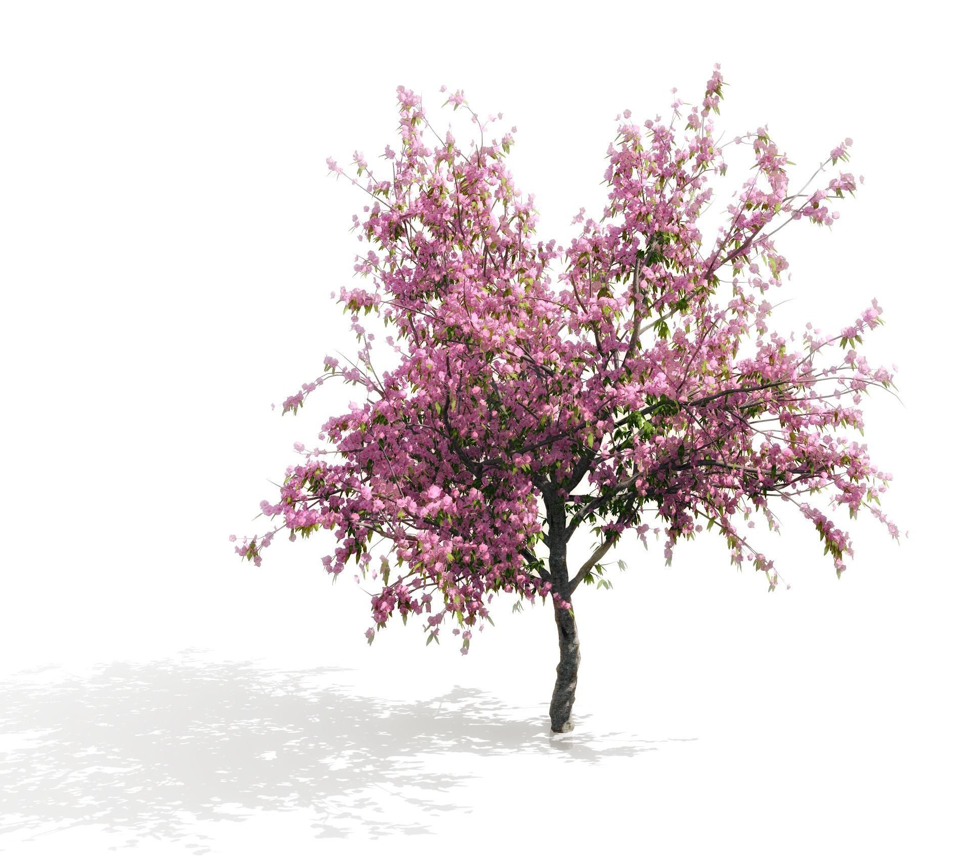 Peach-tree apple tree with blossoms 3D model_3