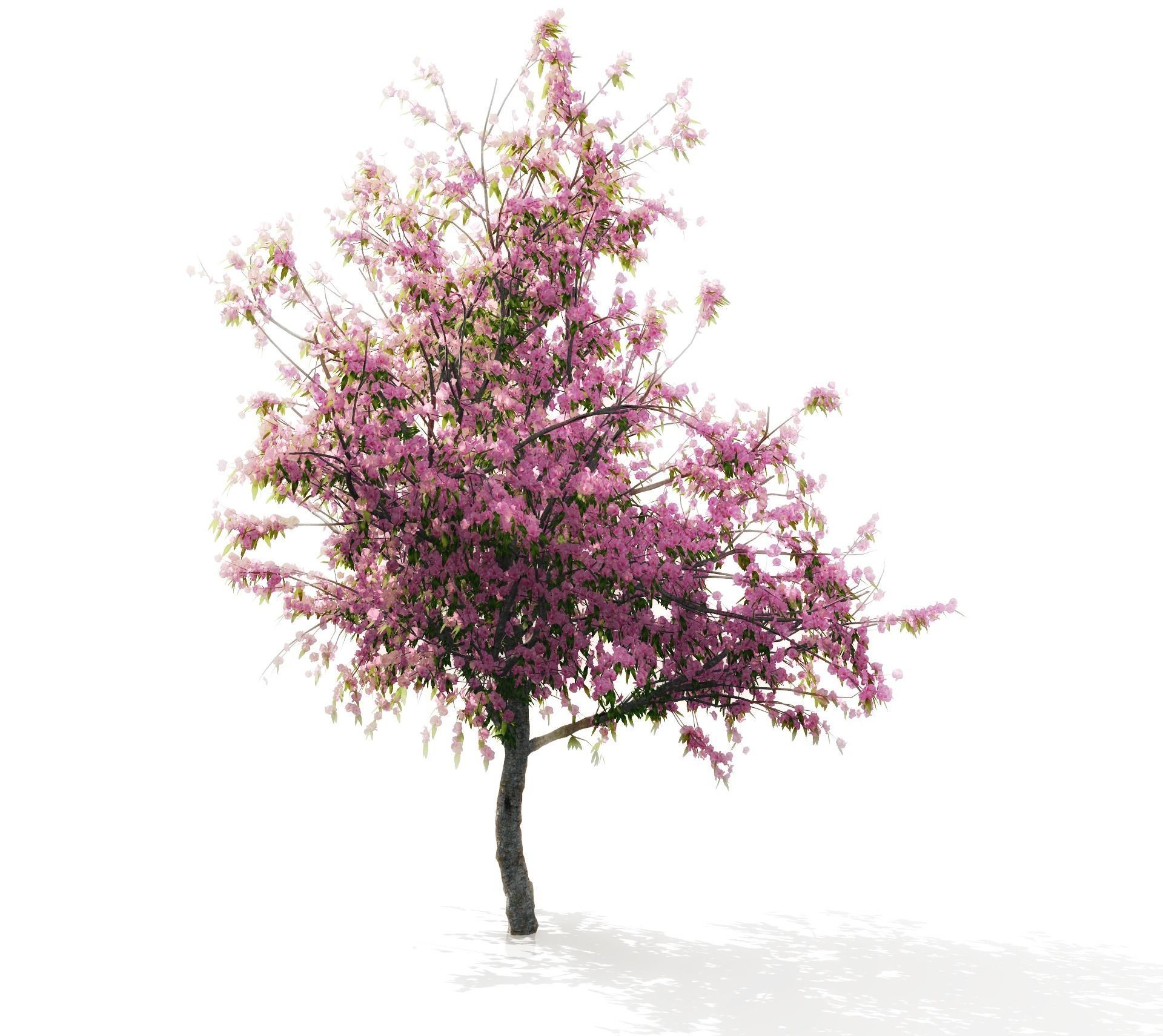Peach-tree apple tree with blossoms 3D model_1