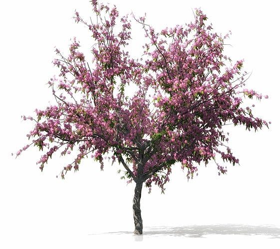 Peach-tree apple tree with blossoms 3D model