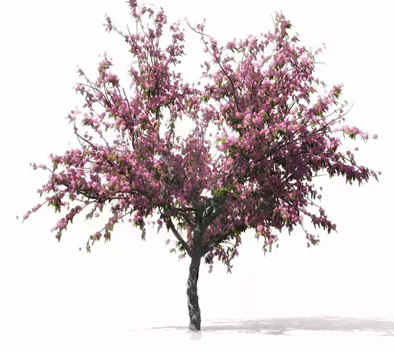 Peach-tree apple tree with blossoms 3D model