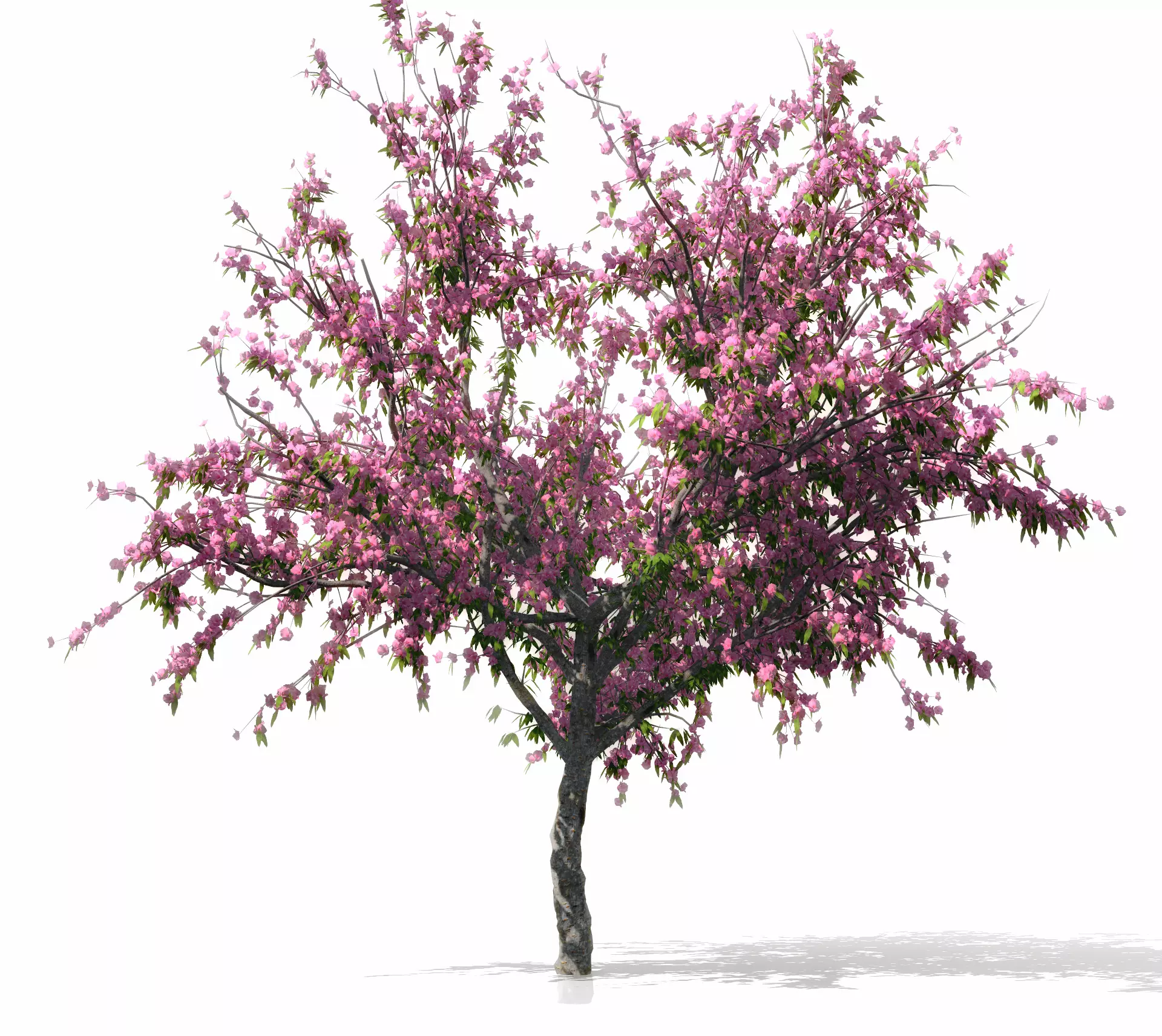 Peach-tree apple tree with blossoms 3D model_0