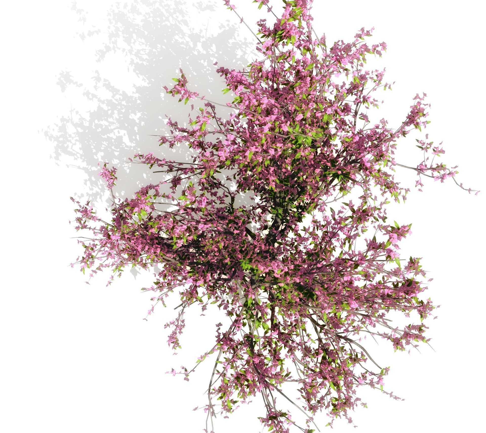 Peach-tree apple tree with blossoms 3D model_5