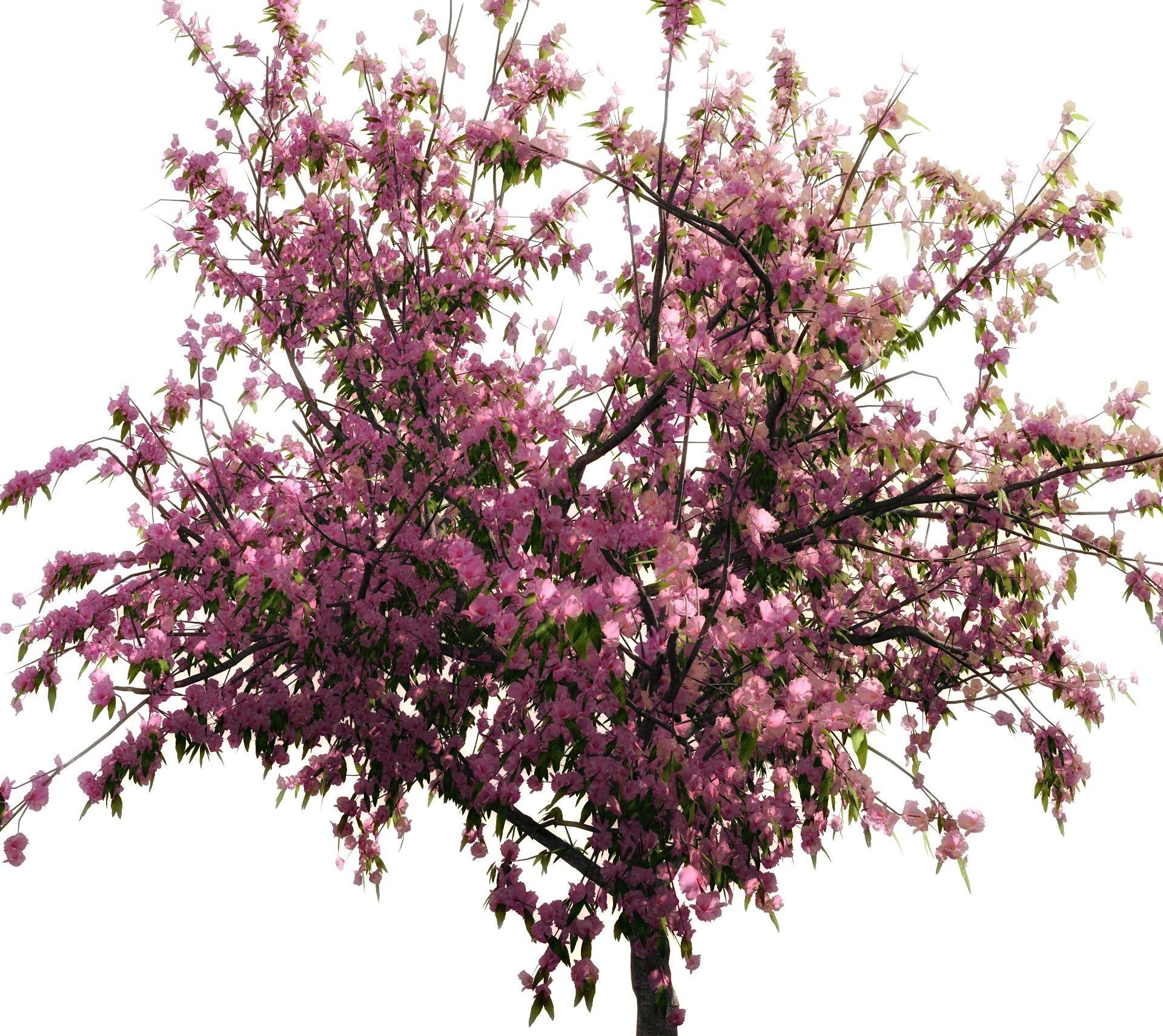 Peach-tree apple tree with blossoms 3D model_4