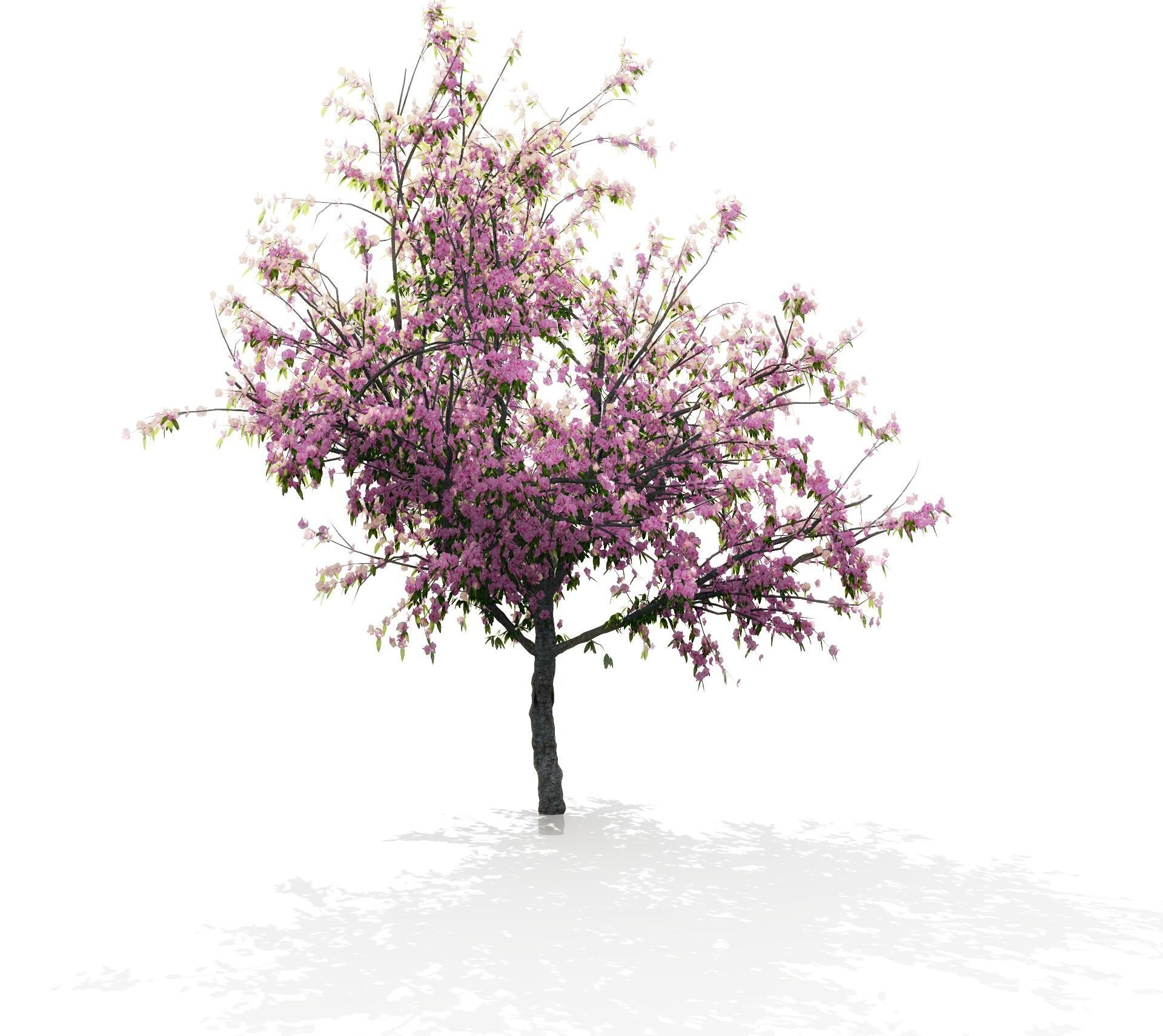 Peach-tree apple tree with blossoms 3D model_2