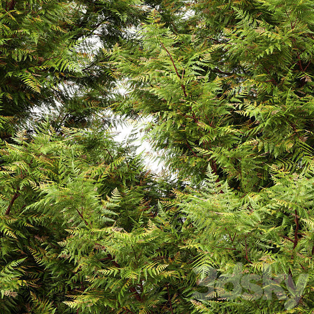 Leyland cypress - leylandi 3 trees in the scene 3D model 3D model_1