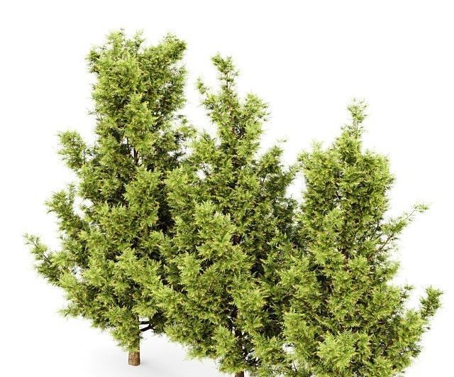 Leyland cypress - leylandi 3 trees in the scene 3D model 3D model_2