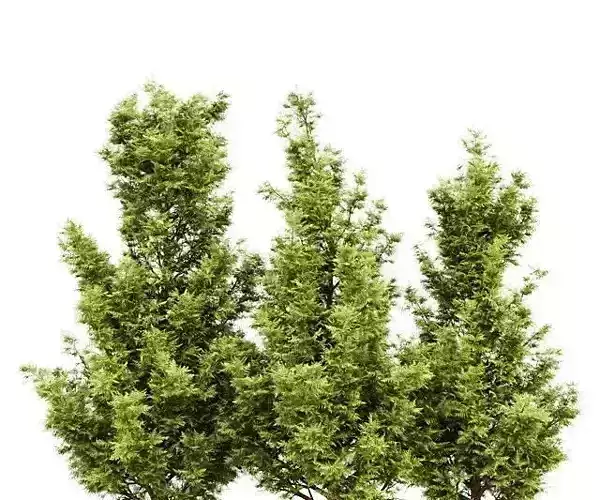 Leyland cypress - leylandi 3 trees in the scene 3D model 3D model