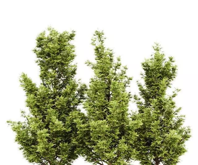 Leyland cypress - leylandi 3 trees in the scene 3D model 3D model_0